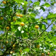 kirschpflaume_gelb_detail.jpg