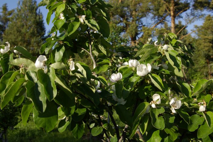 Marmeladenmanufaktur Fruchttatzen - Apfelquitte in voller Blüte