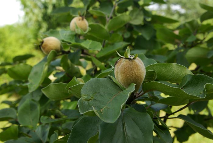 Marmeladenmanufaktur Fruchttatzen - Apfelquitte mit jungen Früchten
