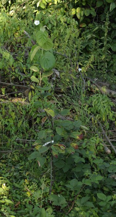 Marmeladenmanufaktur Fruchttatzen - kleine Birnenquitte auf der neuen Streuobstwiese