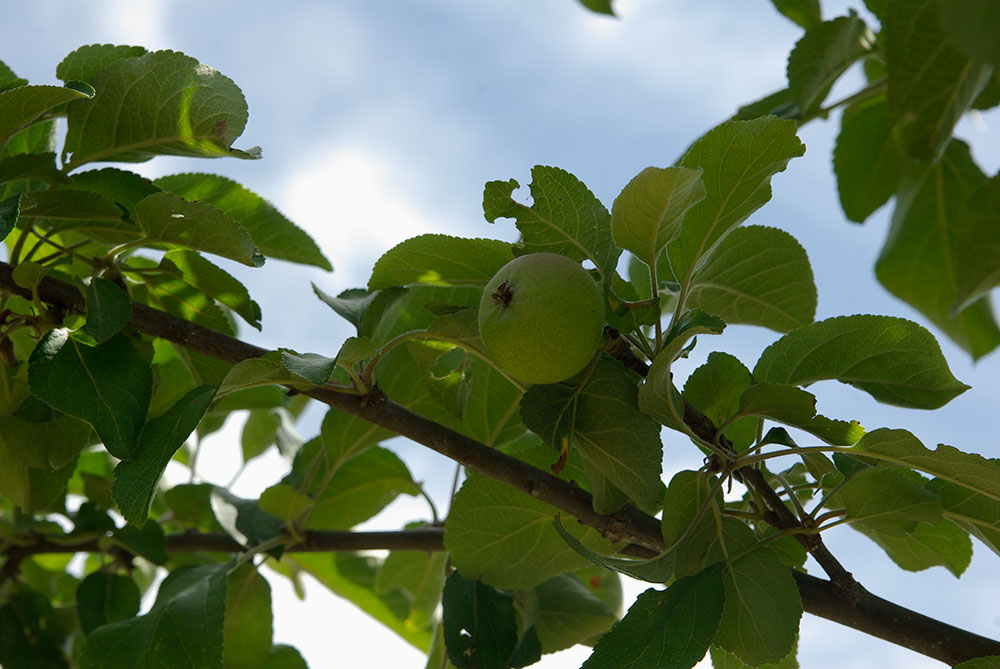 Marmeladenmanufaktur Fruchttatzen - Apfelbaum Freiherr von Berlepsch aus eigenem Anbau