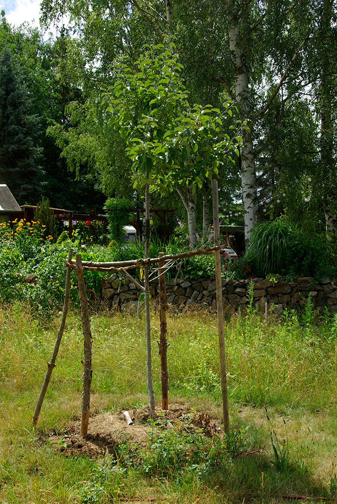 Marmeladenmanufaktur Fruchttatzen - Apfelbaum Freiherr von Berlepsch auf der neuen Streuobstwiese