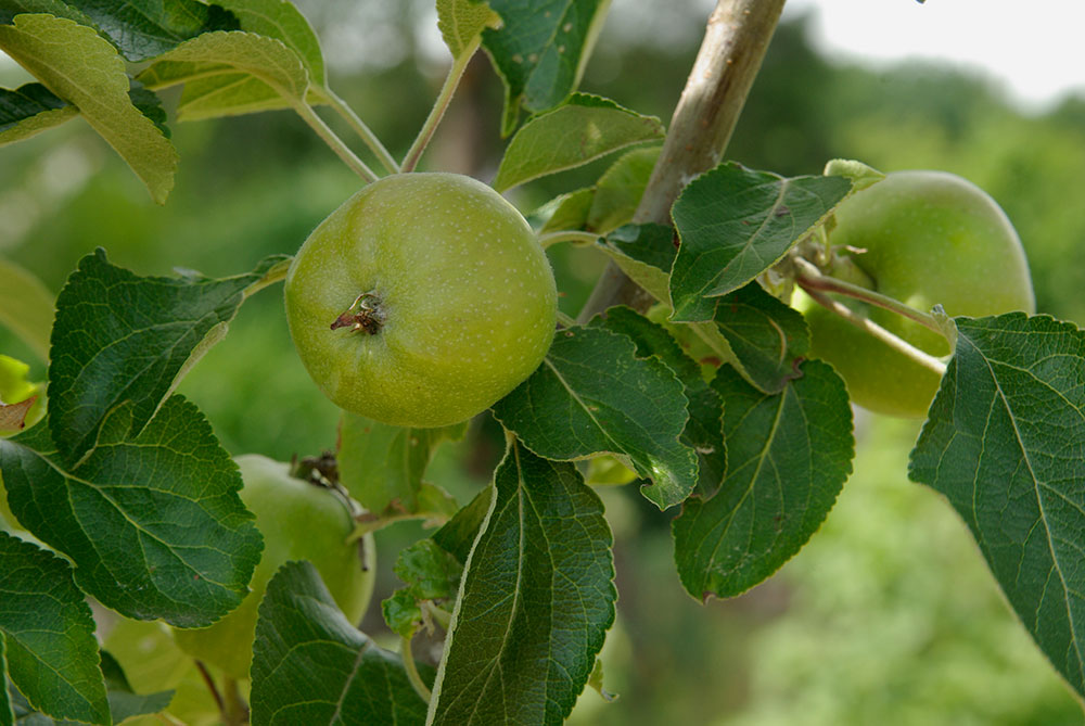 Marmeladenmanufaktur Fruchttatzen - Danziger Kantapfel
