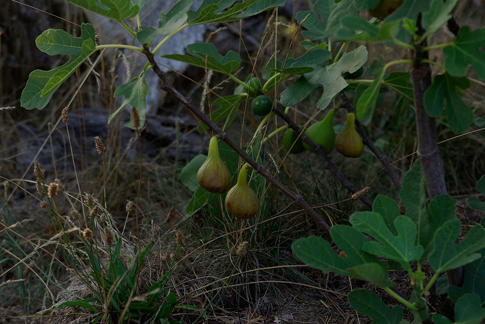 Marmeladenmanufaktur Fruchttatzen - Feigen