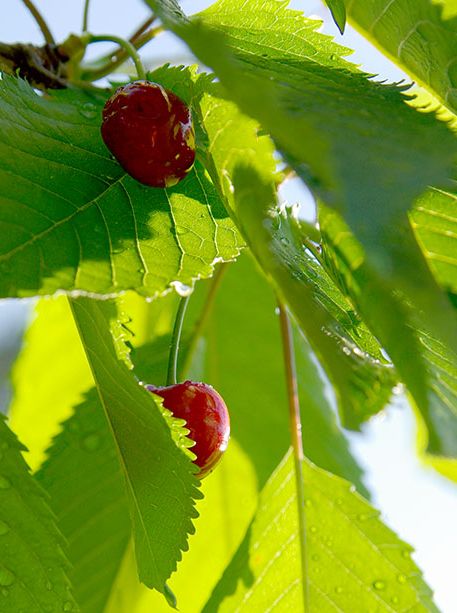 Marmeladenmanufaktur Fruchttatzen - schwarze Knorpelkirsche aus eigenem Anbau