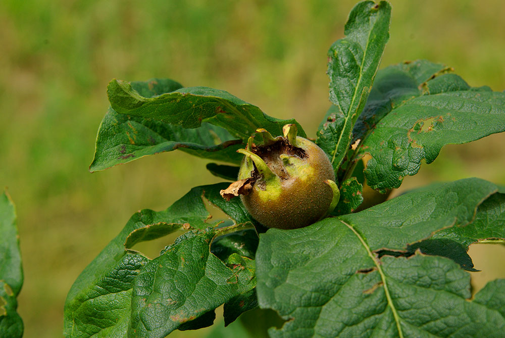 Marmeladenmanufaktur Fruchttatzen - echte Mispel-Frucht