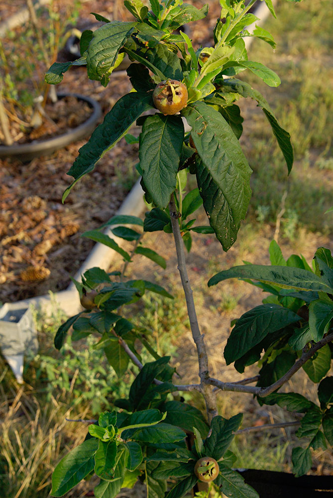 Marmeladenmanufaktur Fruchttatzen - Mispel auf der neuen Streuobstwiese