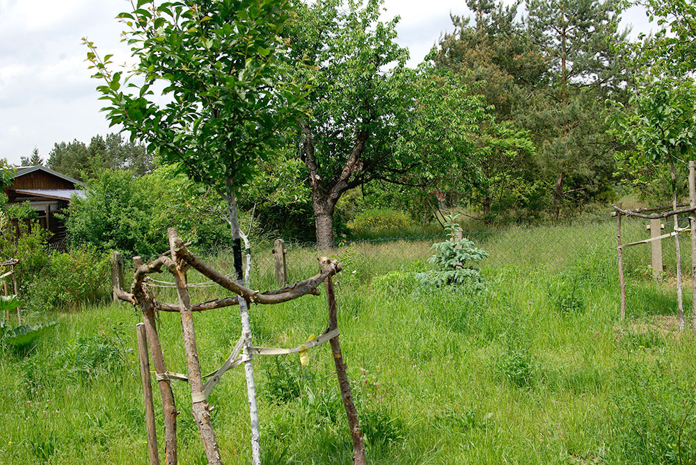 Marmeladenmanufaktur Fruchttatzen - Mirabelle Nancy auf der neuen Streuobstwiese