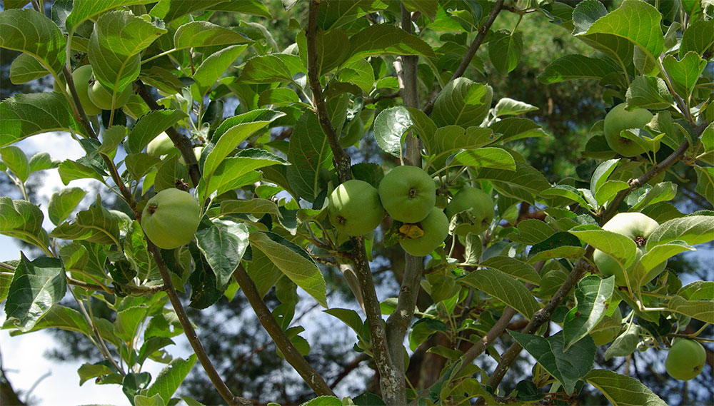 Marmeladenmanufaktur Fruchttatzen - Apfelbaum Ontario mit jungen Äpfeln