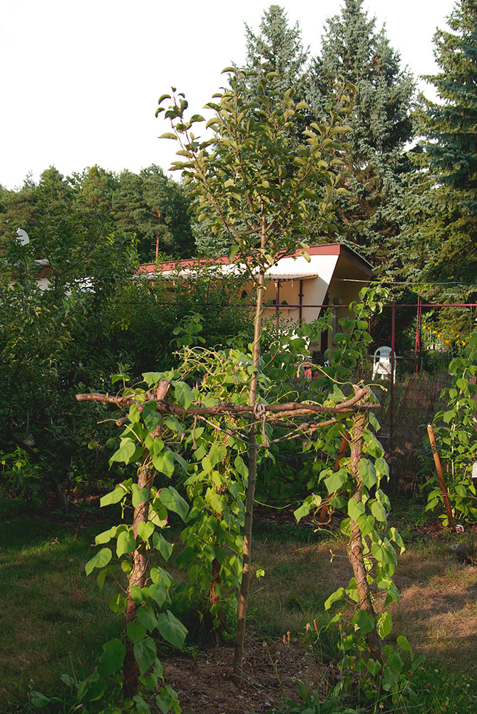Marmeladenmanufaktur Fruchttatzen - Apfelbaum Ontario auf der neuen Streuobstwiese