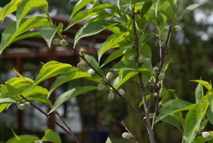 Marmeladenmanufaktur Fruchttatzen - roter Weinbergpfirsich auf der neuen Streuobstwiese
