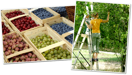natürliches Obst aus eigenem Anbau natürliches Obst aus eigenem Anbau