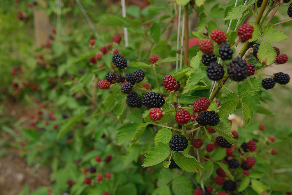 Brombeeren Brombeeren - FruchtTatzen Marmeladenmanufaktur