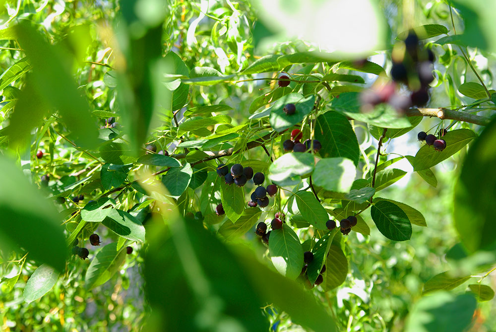 Felsenbirne Felsenbirne - FruchtTatzen Marmeladenmanufaktur