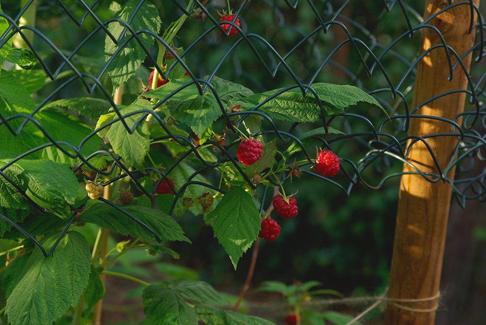 Himbeeren Himbeeren - FruchtTatzen Marmeladenmanufaktur