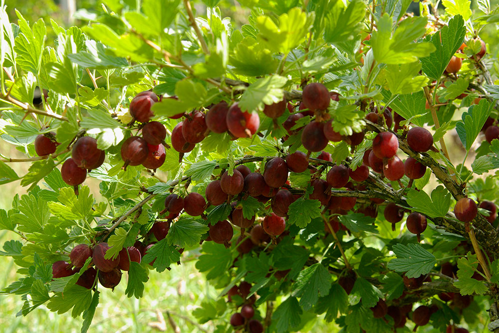 Stachelbeeren Stachelbeere - FruchtTatzen Marmeladenmanufaktur