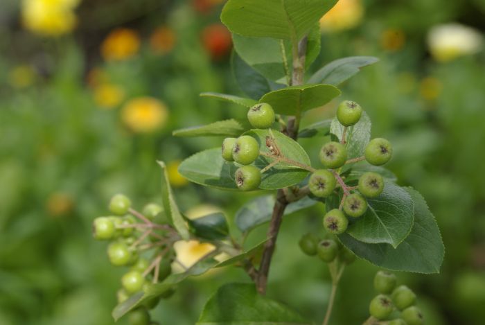 Aronia Aronia - FruchtTatzen Marmeladenmanufaktur