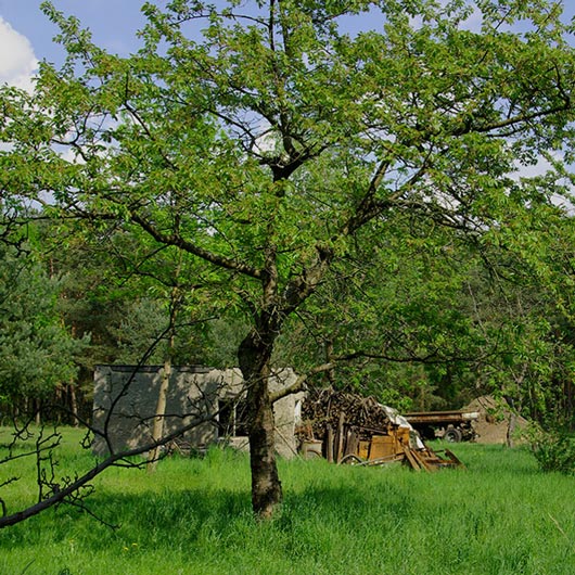 Kirschbaum Süßkirsche Schwarze Knorpelkirsche - FruchtTatzen Marmeladenmanufaktur