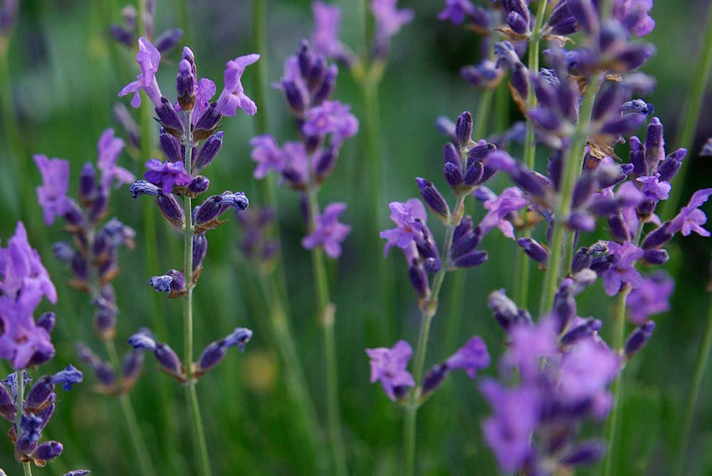 Marmeladenmanufaktur Fruchttatzen - Lavendel aus eigenem Anbau