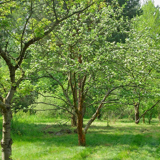 Apfelbaum Ontario Apfelbaum Ontario - FruchtTatzen Marmeladenmanufaktur