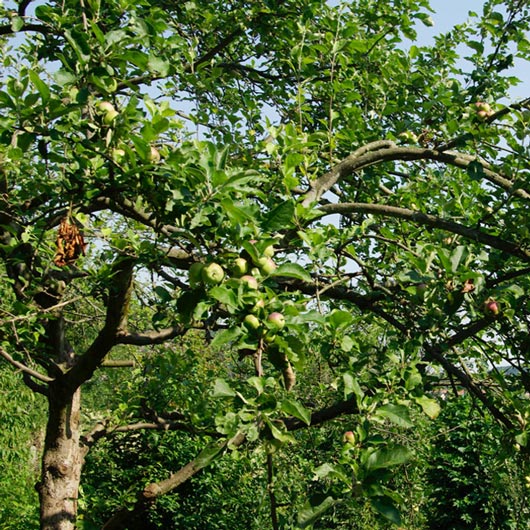 Apfelbaum Renette Apfelbaum Renette - FruchtTatzen Marmeladenmanufaktur