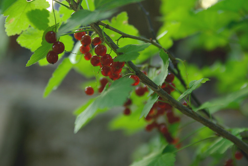 rote Johannisbeeren Johannisbeeren - FruchtTatzen Marmeladenmanufaktur
