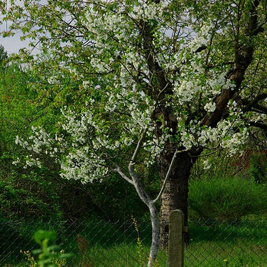 Kirschbaum Sauerkirsche Schattenmorelle - FruchtTatzen Marmeladenmanufaktur