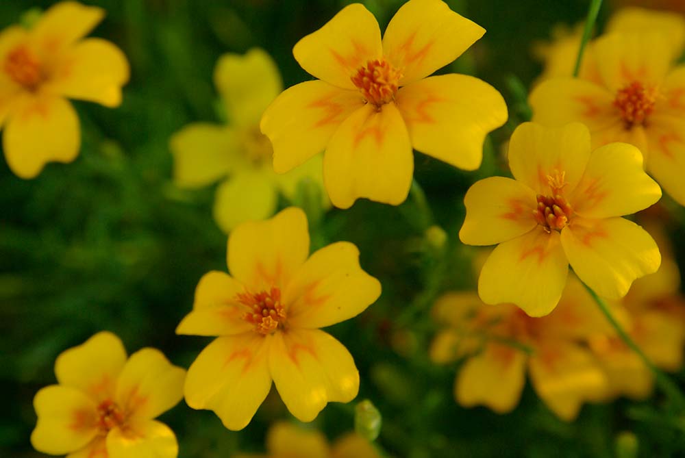 Marmeladenmanufaktur Fruchttatzen - Tagetes aus eigenem Anbau