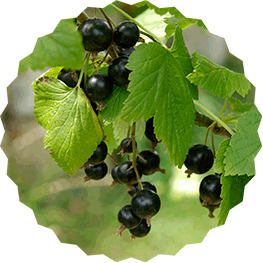 natürliche Marmelade aus natürlich angebauten Beeren und Früchten