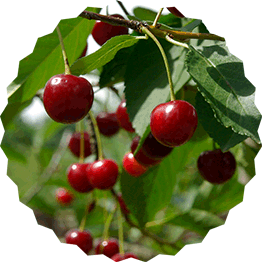 natürliche Marmelade aus natürlich angebautem Obst