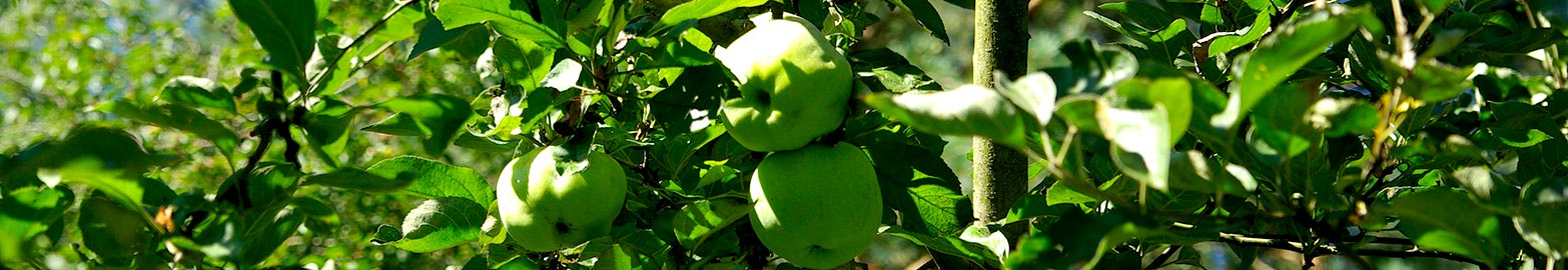 Marmeladenmanufaktur - unser Obst aus eigenem Anbau Marmeladenmanufaktur - unser Obst aus eigenem Anbau