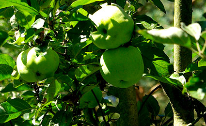 Marmeladenmanufaktur - unser Obst aus eigenem Anbau - mobil Marmeladenmanufaktur - unser Obst aus eigenem Anbau - mobil