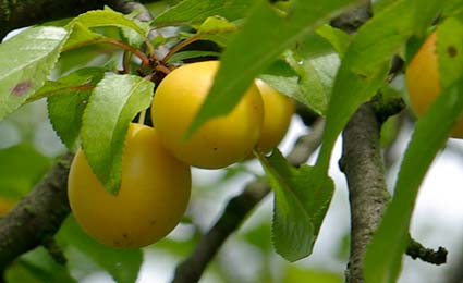 Marmeladenmanufaktur Fruchttatzen - gelbe Kirschpflaumen - mobil gelbe Kirschpflaumen - Marmeladenmanufaktur - Coswig bei Dresden - mobil