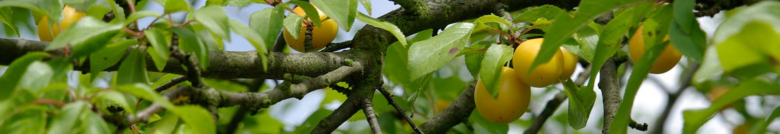 Marmeladenmanufaktur Fruchttatzen - gelbe Kirschpflaumen gelbe Kirschpflaumen - Marmeladenmanufaktur - Coswig bei Dresden