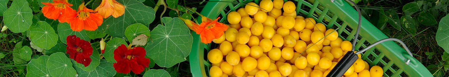 Fruchttatzen - Aktuelles