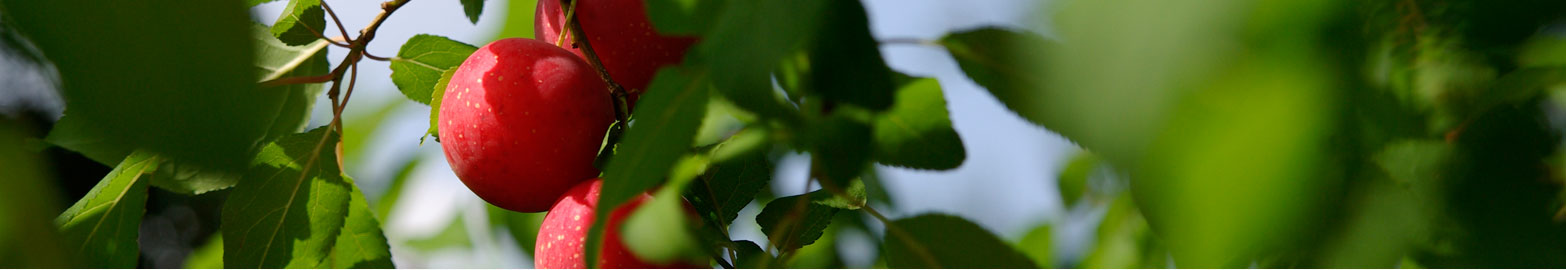 Marmeladenmanufaktur Fruchttatzen - rote Kirschpflaumen