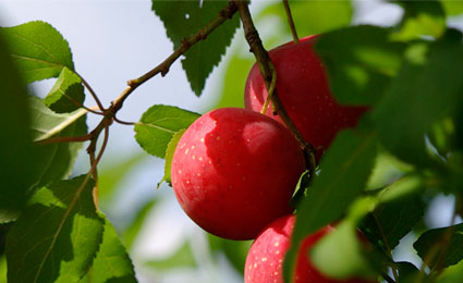 Marmeladenmanufaktur Fruchttatzen - rote Kirschpflaumen mobil