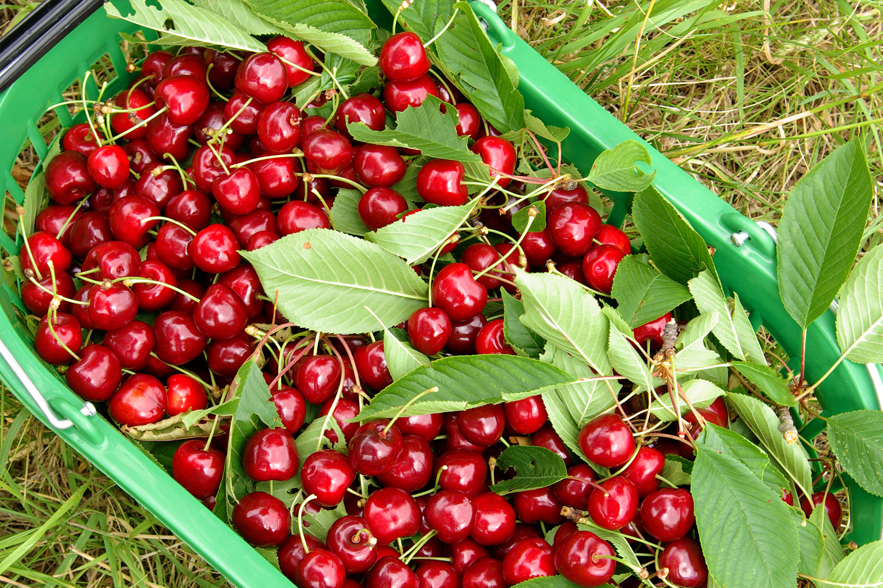 Streuobstwiesen - Marmeladenmanufaktur - Marmeladen mit Alkohol kaufen
