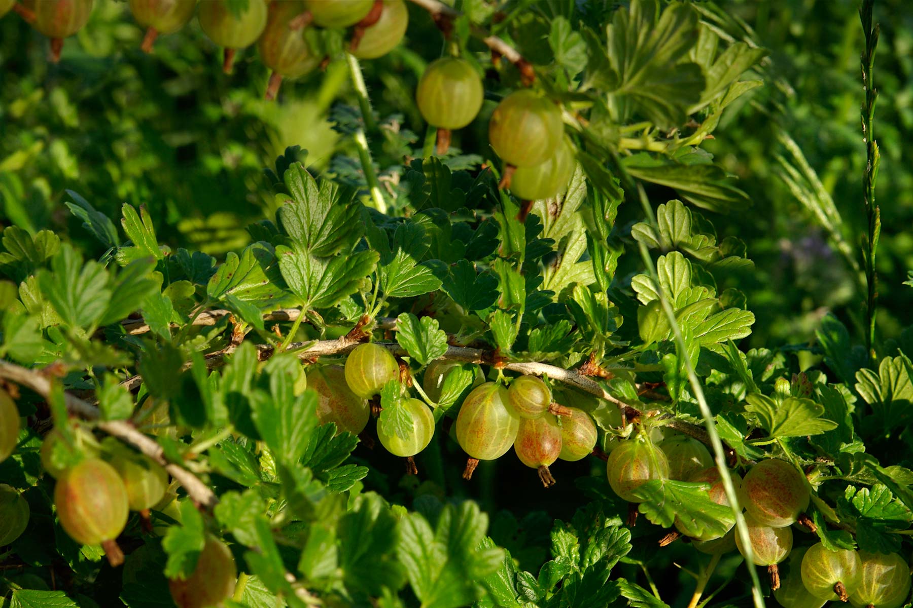 Marmeladenmanufaktur - Marmeladen mit Alkohol kaufen