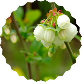 Heidelbeerblüten - Marmeladen als Geschenk aus der Marmeladenmanufaktur