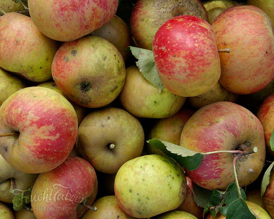 Marmelade als Geschenk - Hagebuttenmarmelade