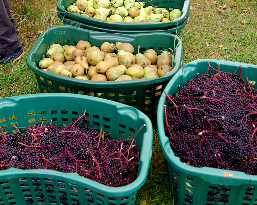 Birnen und Holunder für die handgemachte Marmelade 