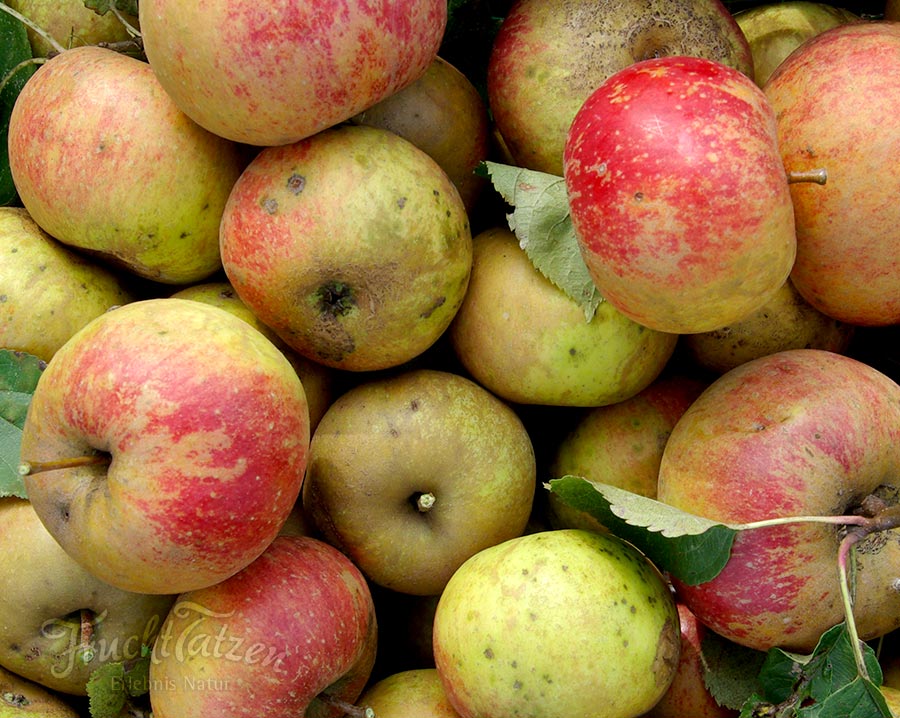 Bratapfel Fruchtaufstrich der Fruchttatzen aus Coswig bei Dresden
