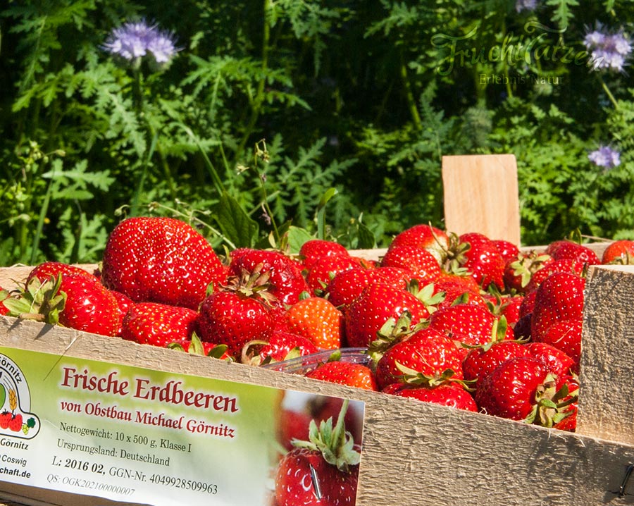 Erdbeeren für handgemachte Marmelade Erdbeere-Aronia