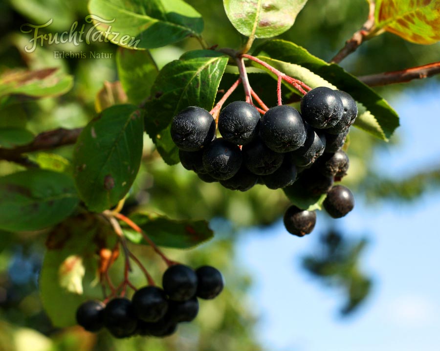 Aroniabeeren am Strauch für Erdbeer-Aronia-Marmelade
