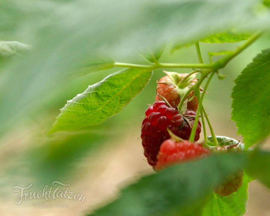 ausgefallener Ansatz und Likör online kaufen - Himbeeren