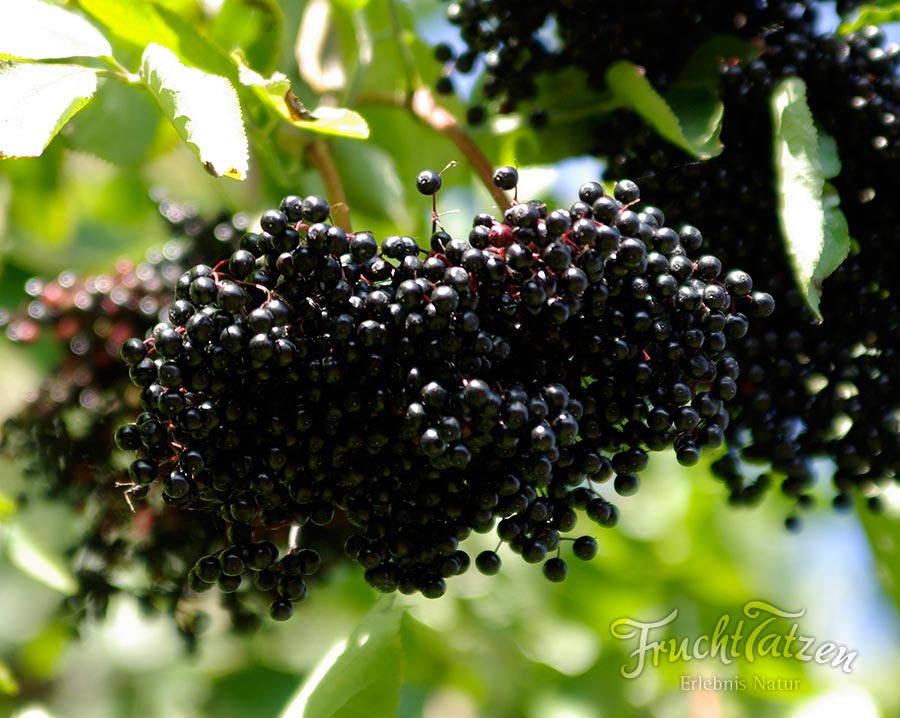 Marmeladenmanufaktur Fruchttatzen - Holundeeren auf der Streuobstwiese