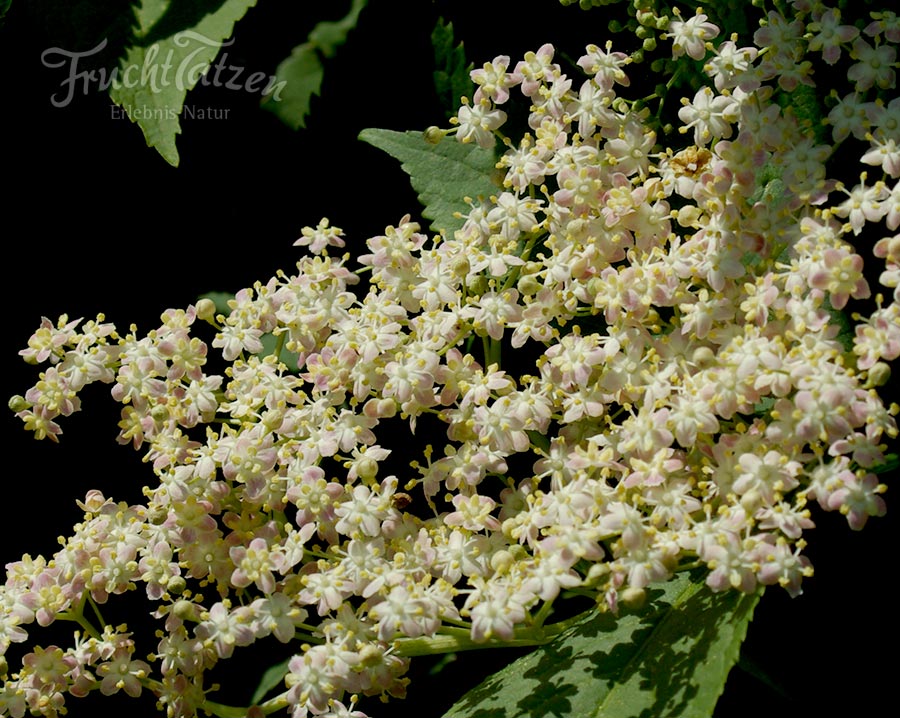 Marmeladenmanufaktur Fruchttatzen - Holunderblüten