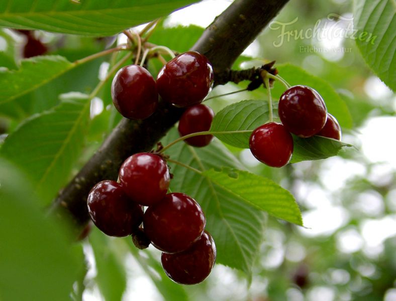 Marmeladenmanufaktur Fruchttatzen - besondere Marmeladen online kaufen
