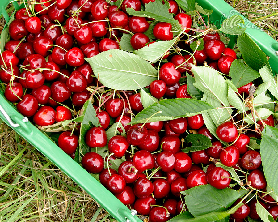 Marmeladenmanufaktur Fruchttatzen - besondere Marmeladen kaufen